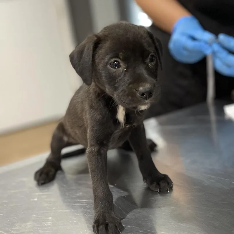 A baby medium-sized female Black Pit Bull Terrier dog named Ulani for adoption in Livingston, TX