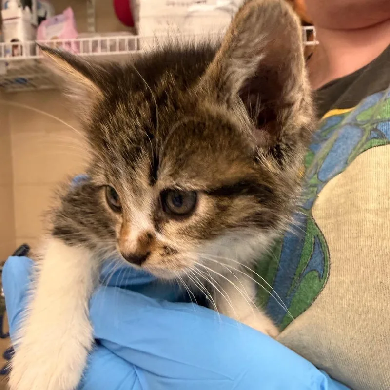 A baby small-sized female Brown / Chocolate Domestic Short Hair cat named Fruit by the Foot for adoption in Troy, VA