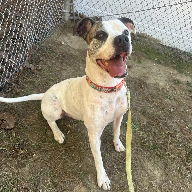 Couch Potato thumbnail 4