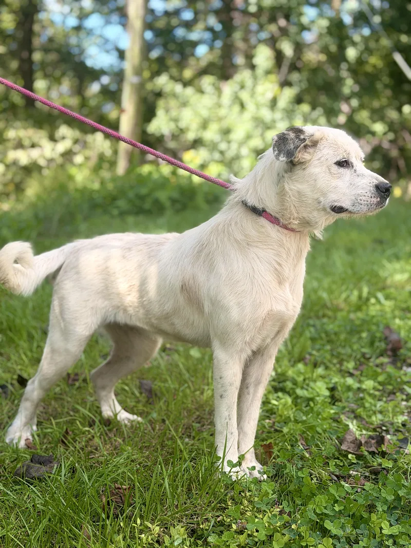 A young large-sized female White / Cream Labrador Retriever dog named Josie Transport for adoption in Gradyville, KY