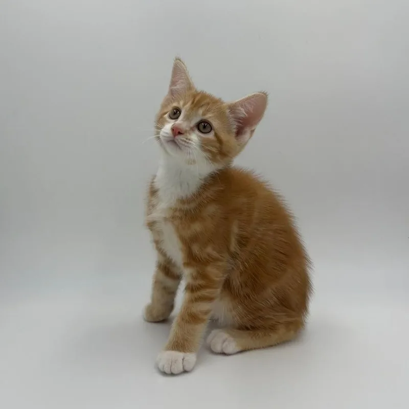 A baby medium-sized male Domestic Short Hair cat named Shock for adoption in State College, PA