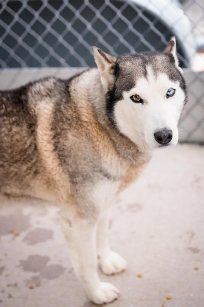 A young medium-sized female Husky dog named Zhara for adoption in Fort Lupton, CO