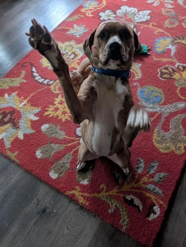 Bailey Fka Quinn thumbnail 6