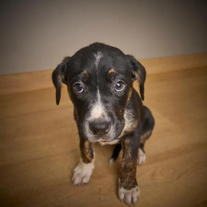 Tanselle D thumbnail 2