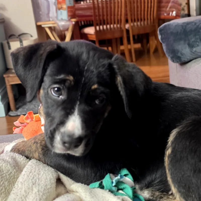 Tanselle D thumbnail 3