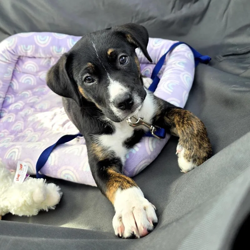 Tanselle D thumbnail 4