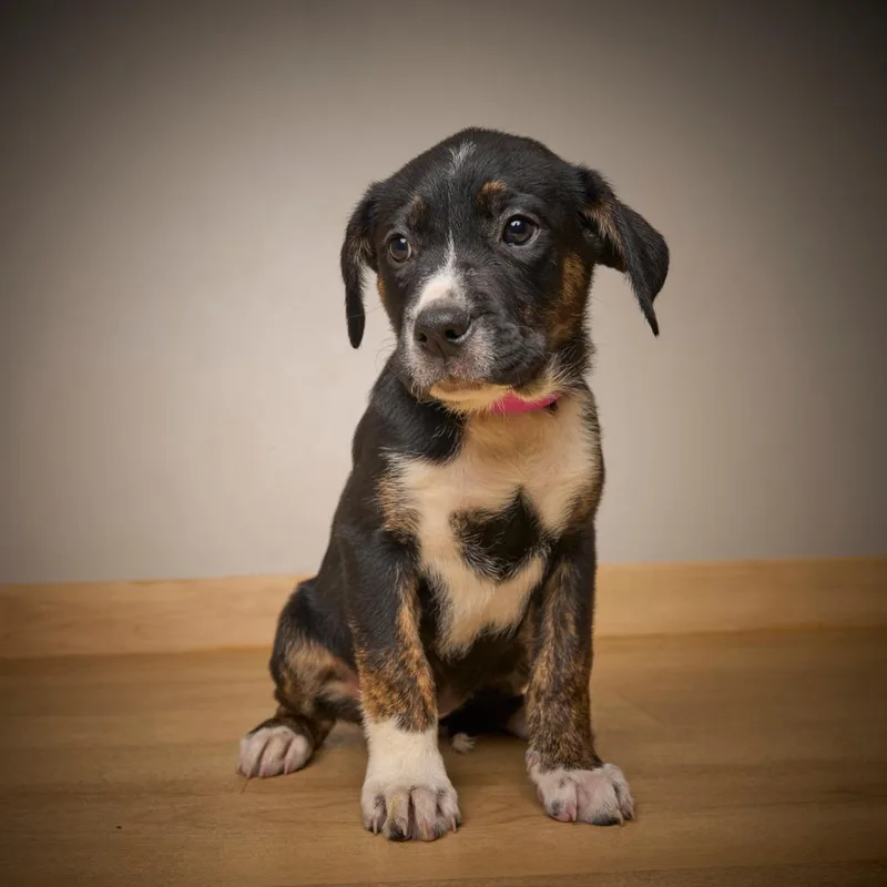 Tanselle D thumbnail 5