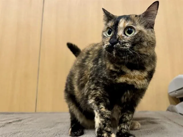 An adult small-sized female Domestic Medium Hair cat named Nala for adoption in Saint Louis, MO