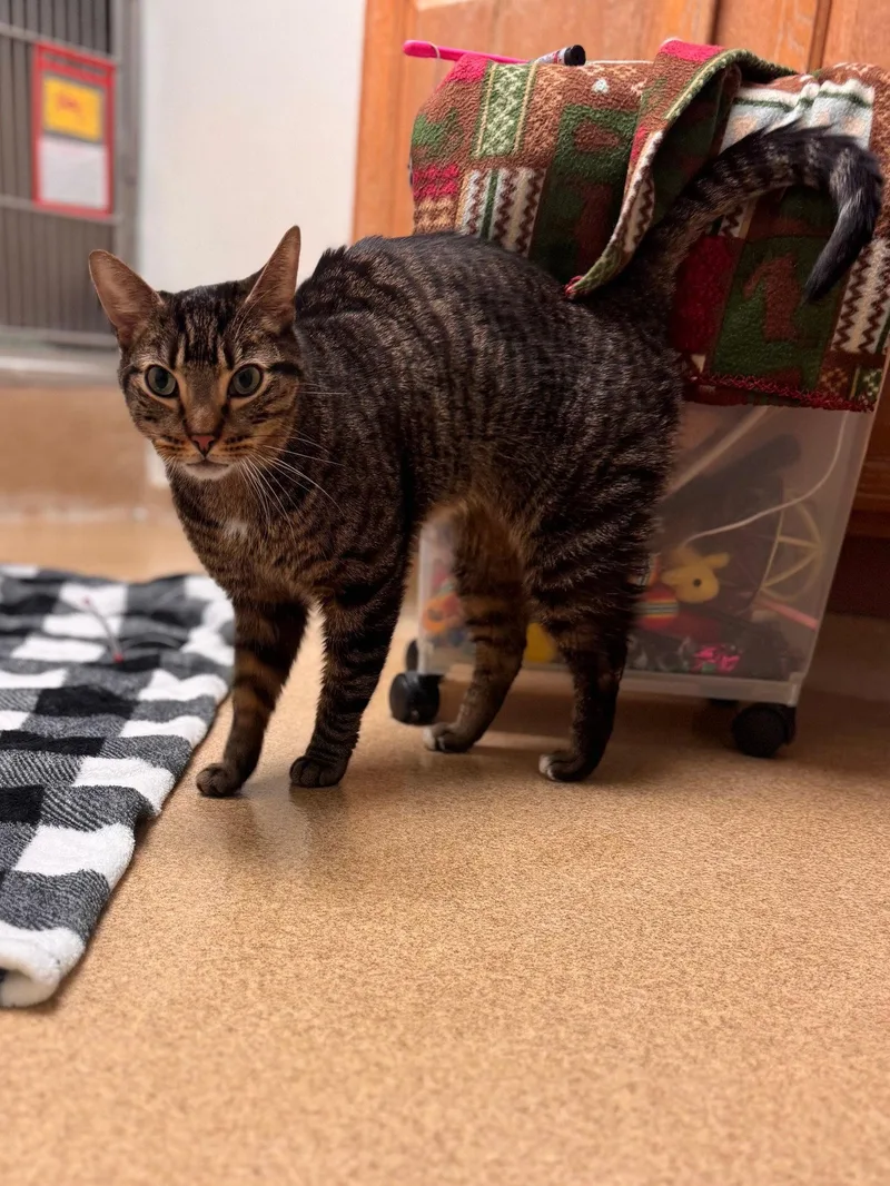 A senior medium-sized male Domestic Short Hair cat named Mello for adoption in Brick, NJ