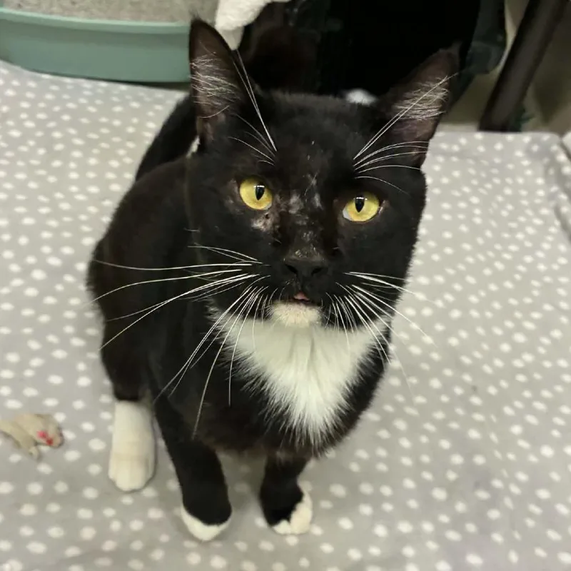 An adult large-sized male Black Domestic Short Hair cat named Cyrano for adoption in St. Helena, CA