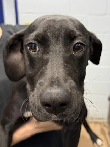 A baby medium-sized female Labrador Retriever dog named Navani for adoption in Cumming, GA