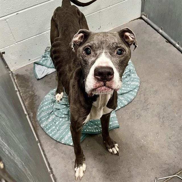 A senior large-sized male Pit Bull Terrier dog named A for adoption in Tavares, FL
