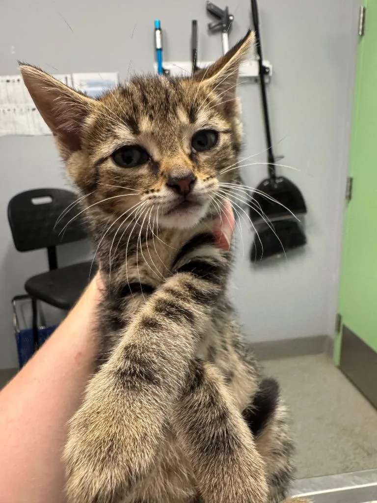 A baby medium-sized female Domestic Short Hair cat named Vanilla for adoption in Bloomington, IN