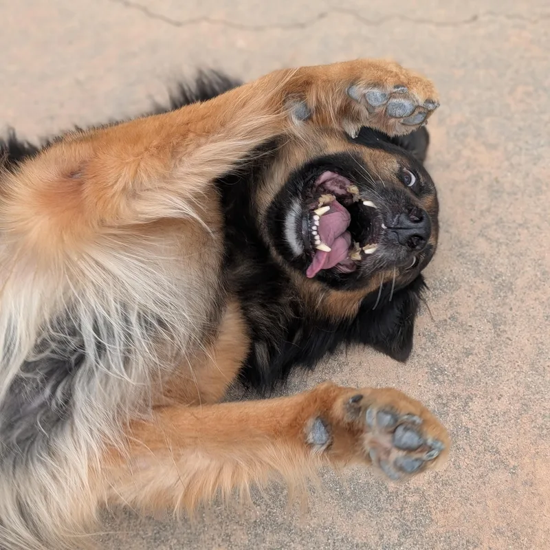 An adult large-sized male Bicolor German Shepherd Dog named Armani for adoption in Mountain Center, CA