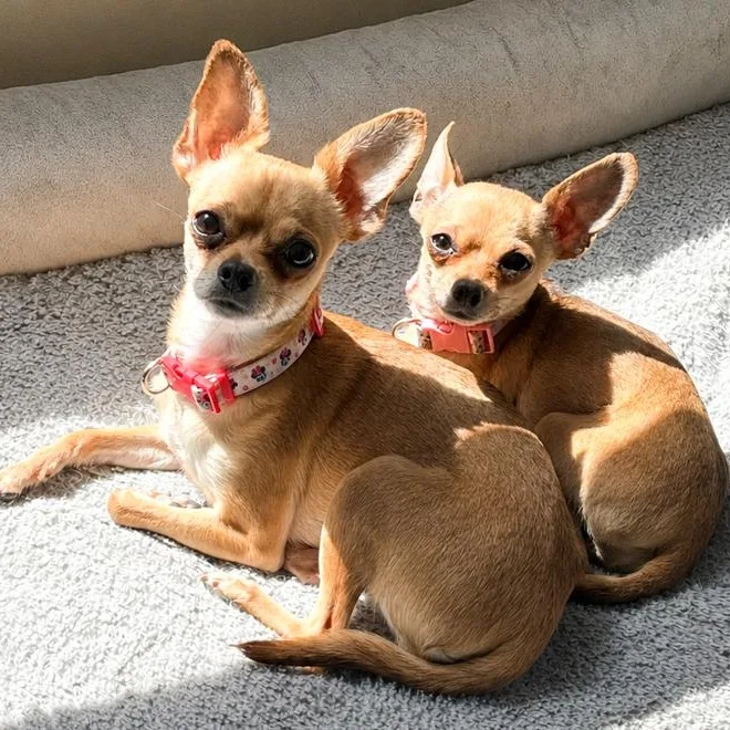 An adult small-sized female Chihuahua dog named Carmen and Willow for adoption in Toledo, OH