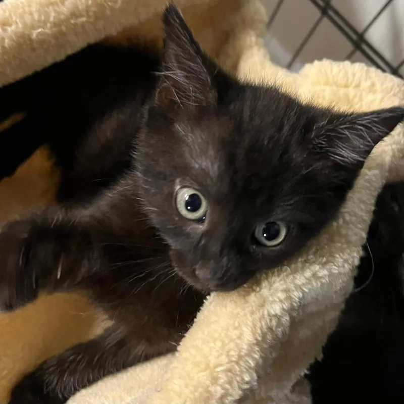 A baby small-sized female Black Domestic Short Hair cat named Cher for adoption in San Antonio, TX