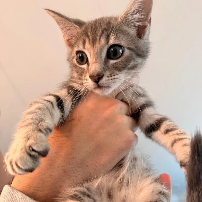 A baby small-sized male Gray / Blue / Silver Domestic Short Hair cat named Pepper for adoption in Inman, SC