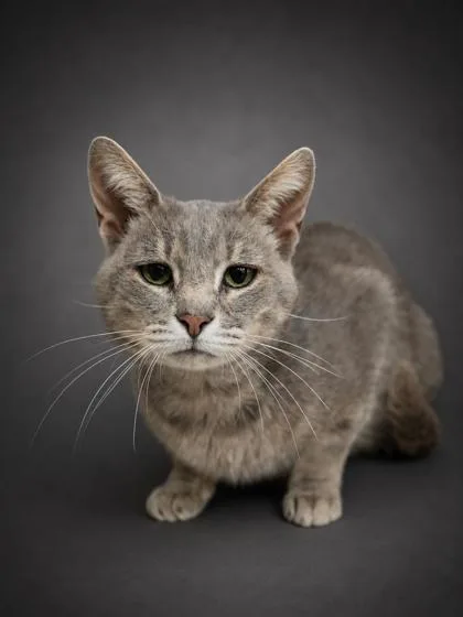 An adult medium-sized male Domestic Short Hair cat named Rafiki for adoption in Bowling Green, KY