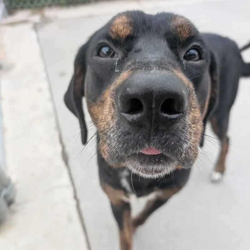 An adult medium-sized male Black Hound dog named Rufus for adoption in Emporia, KS