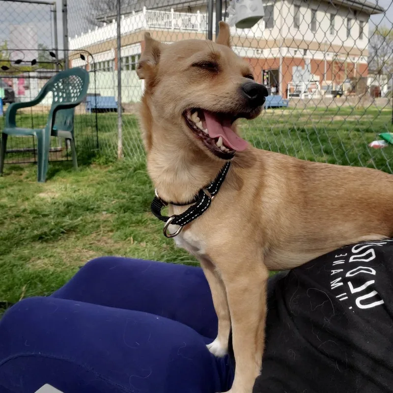 An adult small-sized female Yellow / Tan / Blond / Fawn Mixed Breed dog named Nisa for adoption in Fredericksburg, VA