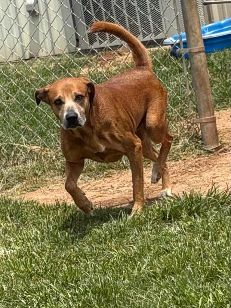 Pistachio thumbnail 2