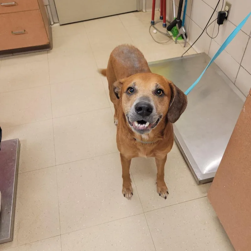 Pistachio thumbnail 3