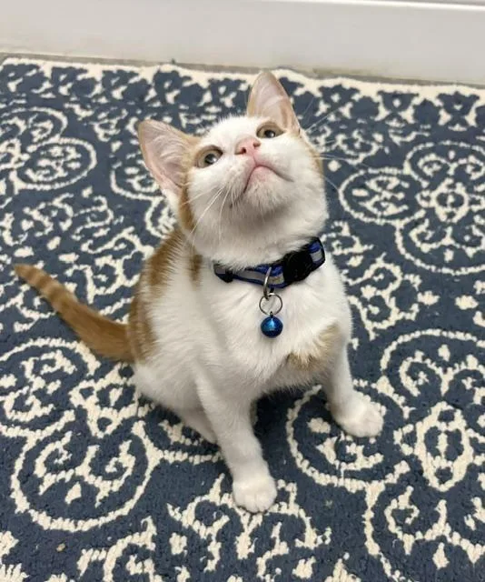 A young medium-sized male American Shorthair cat named Buddy for adoption in Maitland, FL