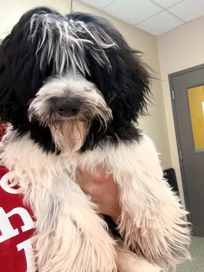 A young small-sized male Havanese dog named Hearts for adoption in Kansas City, MO