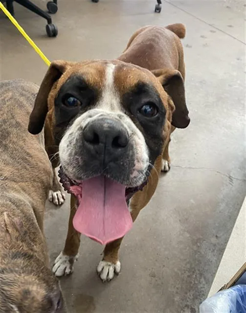 An adult large-sized male Mixed Breed dog named Bruce for adoption in Dallas, TX