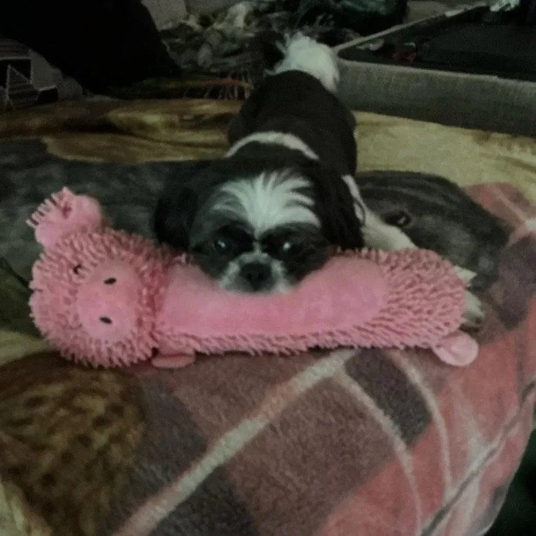 A senior small-sized female Shih Tzu dog named Coco for adoption in Dallas, TX