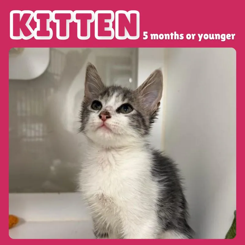 A baby small-sized male Gray / Blue / Silver Domestic Short Hair cat named Pinky for adoption in Gainesville, FL