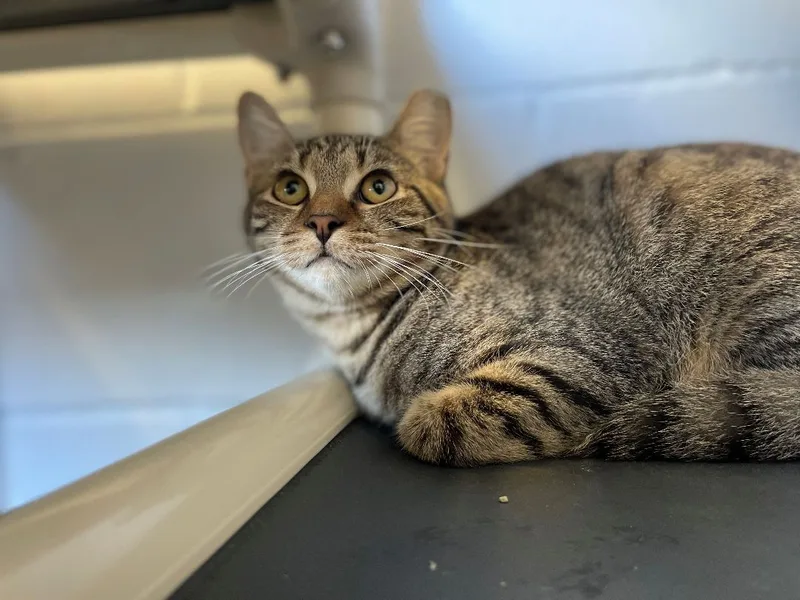 Pepperoncini thumbnail 2