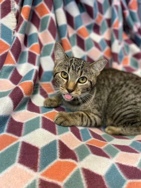 Pepperoncini thumbnail 3