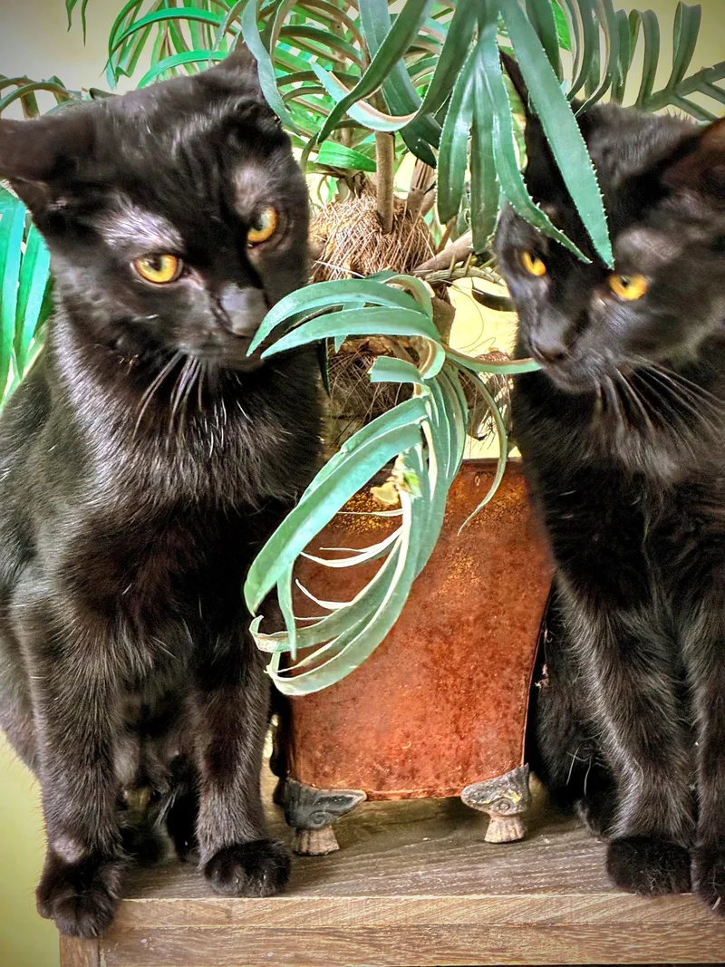 A young medium-sized female Black Domestic Short Hair cat named Roulette for adoption in Glendale, AZ