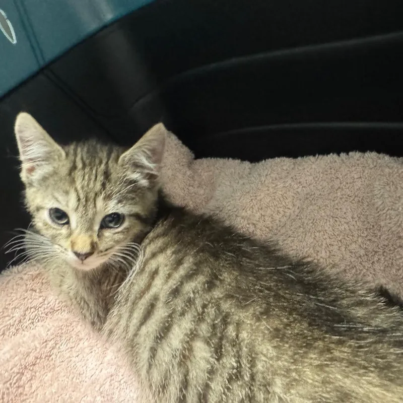 A baby small-sized female Brown / Chocolate Domestic Short Hair cat named Dinkydoo for adoption in York, PA