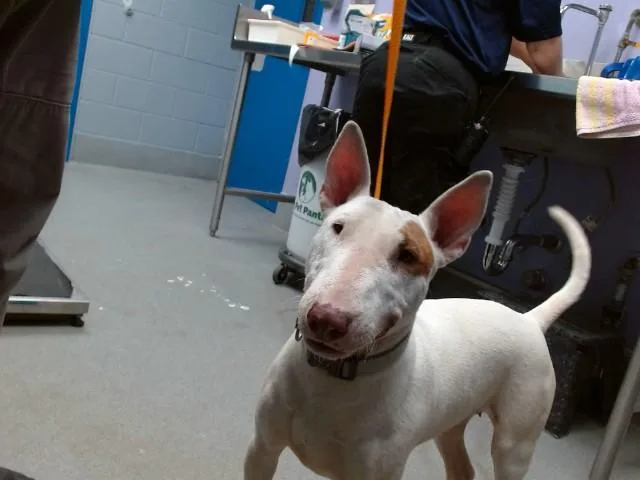 A young medium-sized female Bull Terrier dog named Daisy for adoption in Albuquerque, NM