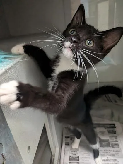 A baby small-sized female Domestic Short Hair cat named Briar for adoption in Louisburg, NC