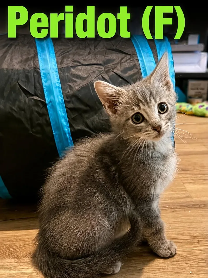 A baby small-sized female Tabby (Gray / Blue / Silver) Domestic Short Hair cat named Peridot for adoption in Clarksville, TN