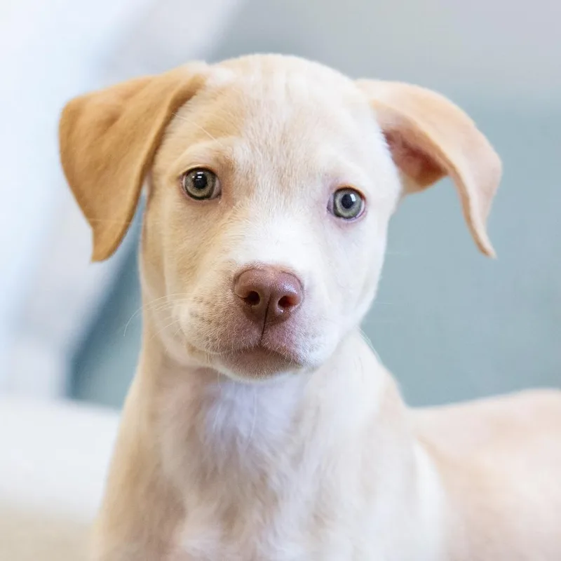 A baby medium-sized female Mixed Breed dog named Toadstool for adoption in Cartersville, GA