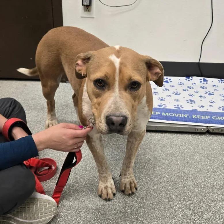 An adult medium-sized female Yellow / Tan / Blond / Fawn Pit Bull Terrier dog named Coco for adoption in Durango, CO