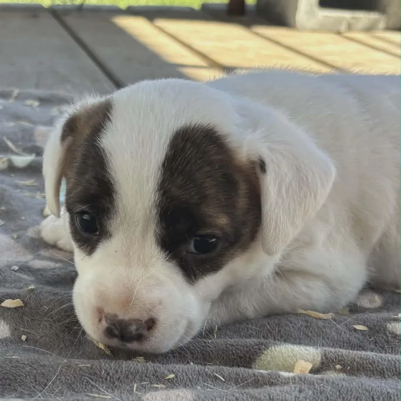 Stella