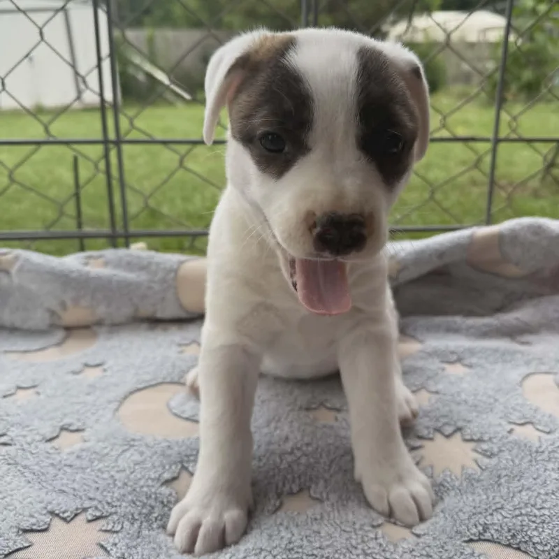 Stella thumbnail 2