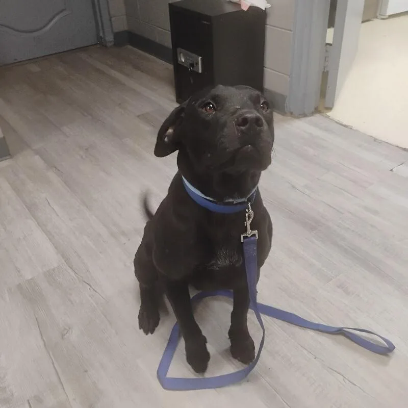 An adult medium-sized male Black Labrador Retriever dog named Bosco for adoption in Paris , TN
