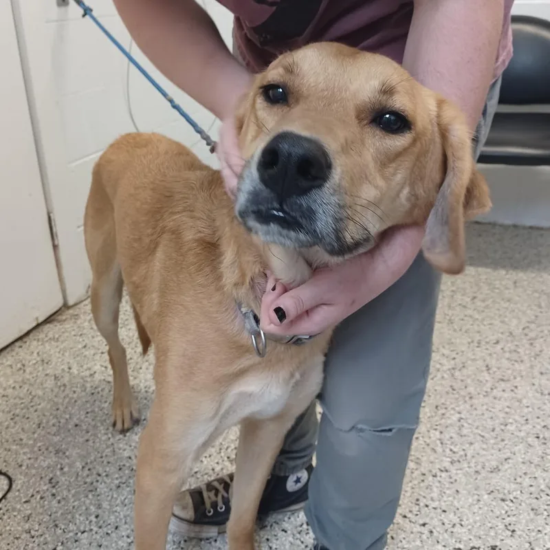 An adult large-sized male Brown / Chocolate Retriever dog named Chip for adoption in Hattiesburg, MS