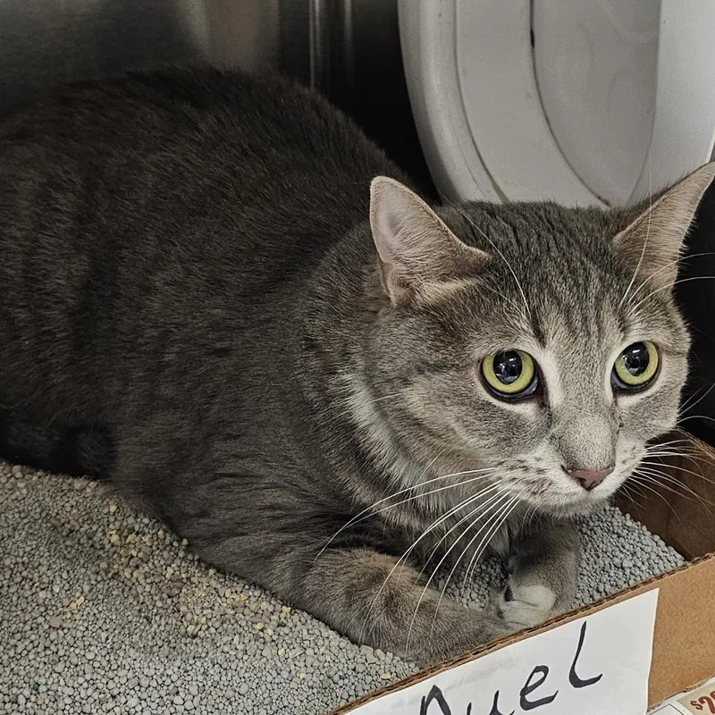 A young medium-sized female Gray / Blue / Silver Domestic Short Hair cat named Maureen for adoption in Cheyenne, WY