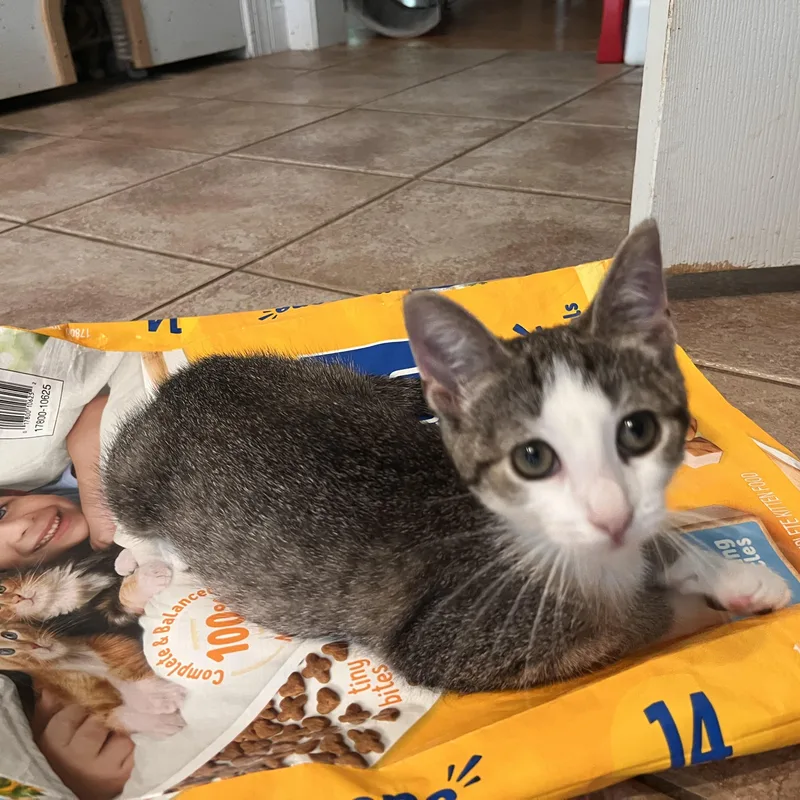 A baby medium-sized female Tabby (Brown / Chocolate) Domestic Short Hair cat named Sterling for adoption in Landenberg, PA