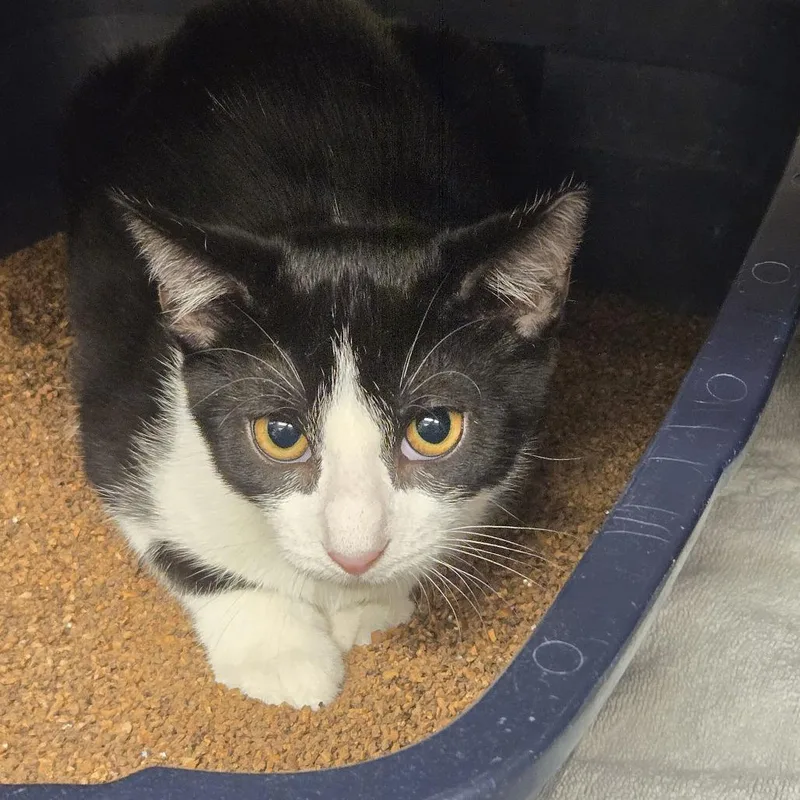 A baby medium-sized female Black Domestic Short Hair cat named Eva for adoption in Lake Panasoffkee, FL