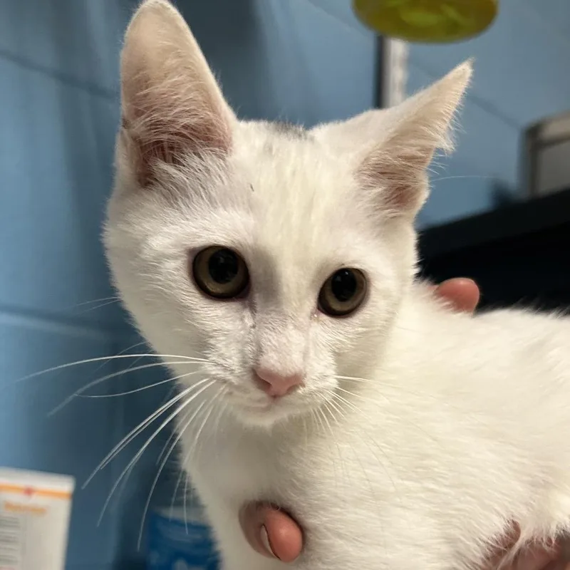 A baby small-sized male White Domestic Short Hair cat named Montie for adoption in Newport, NC