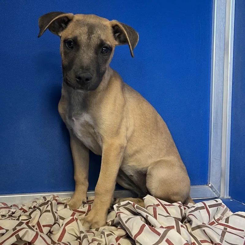 A baby small-sized female Mixed Breed dog named 112396 for adoption in Las Cruces, NM