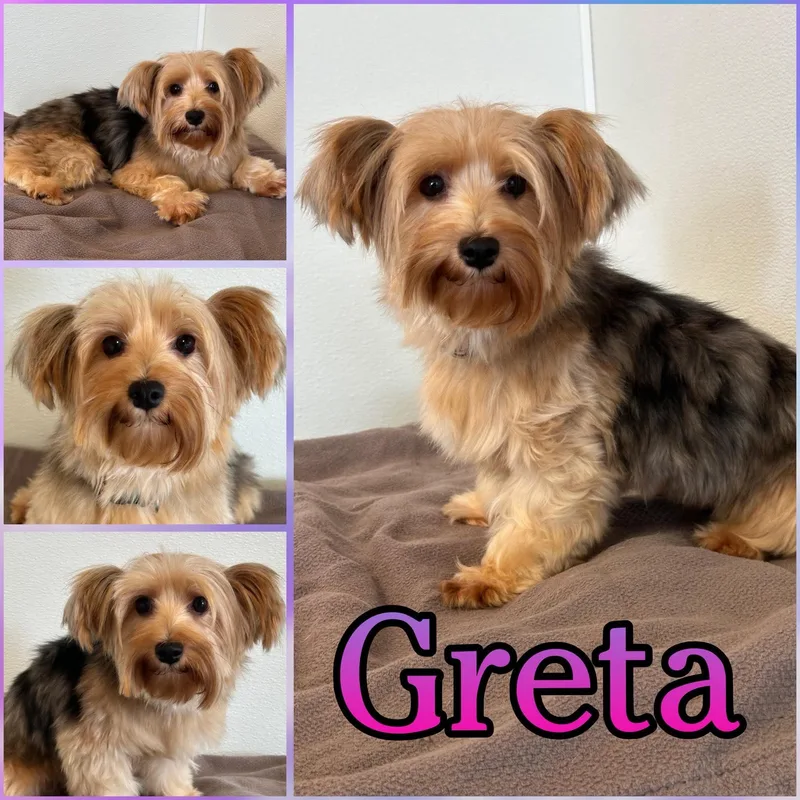 Greta